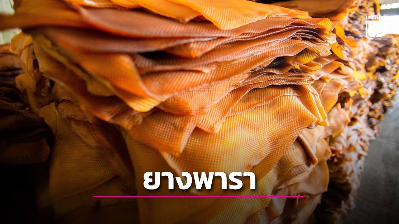 ยกระดับยางพาราสู่มาตรฐานสากล เผยจีนเป็นผู้บริโภครายใหญ่ ตามด้วยสหรัฐฯ ญี่ปุ่น และสหภาพยุโรป